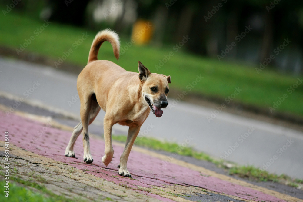Dog walking on the street