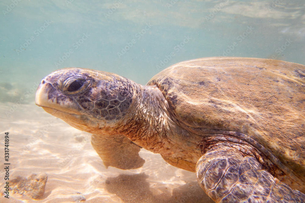 Obraz premium A large green turtle swims underwater in the Indian Ocean.