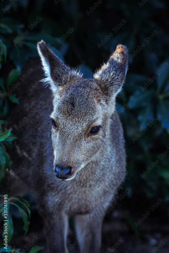 Japan Deer in the Miyajima Island, Itsukushima Japan Deer in the Miyajima Island, Itsukushima