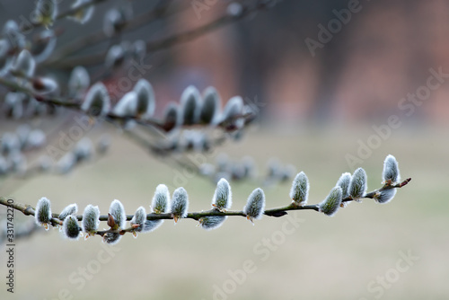 Close view of catkins