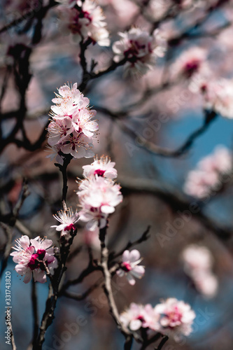 tree, spring, blossom, flower, cherry, pink, branch, nature, sky, bloom, flowers, sakura, blue, blooming, plant, petal, beauty, white, season, blossoms, beautiful, flora, floral, garden, cherry blosso