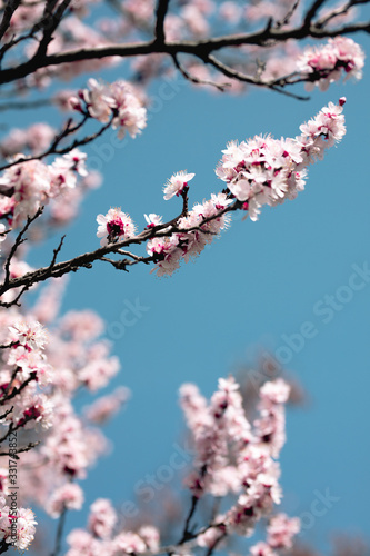tree, spring, blossom, flower, cherry, pink, branch, nature, sky, bloom, flowers, sakura, blue, blooming, plant, petal, beauty, white, season, blossoms, beautiful, flora, floral, garden, cherry blosso