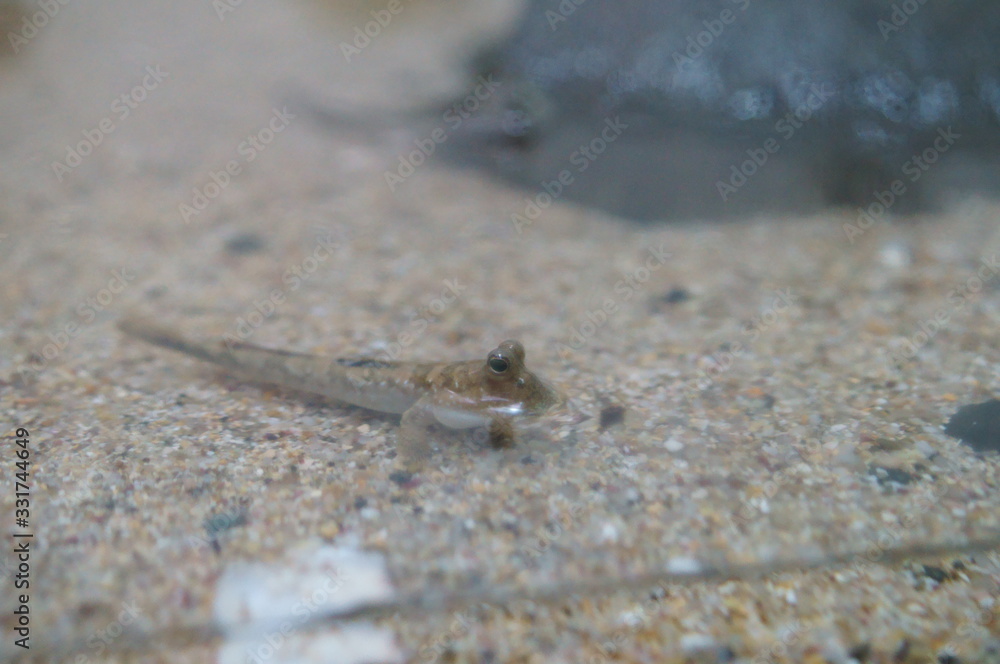 Observe the Barred mudskipper in the aquarium Observe the Barred mudskipper in the aquarium