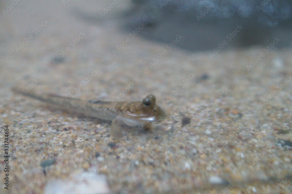 Observe the Barred mudskipper in the aquarium Observe the Barred mudskipper in the aquarium