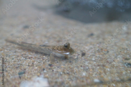 Observe the Barred mudskipper in the aquarium © travelers.high