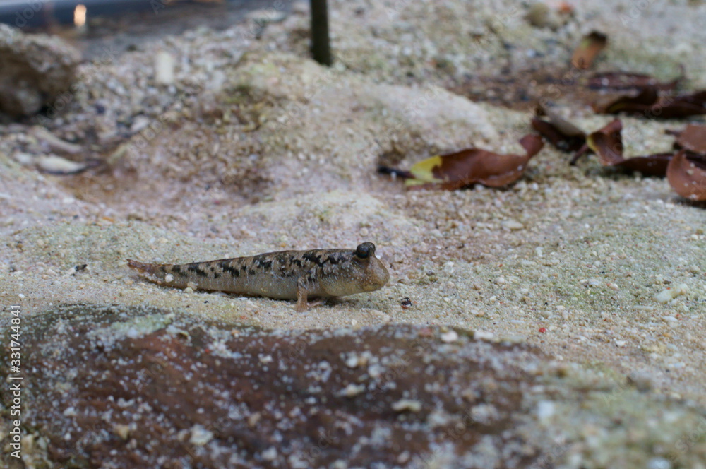 Observe the Barred mudskipper in the aquarium Stock Photo Adobe Stock