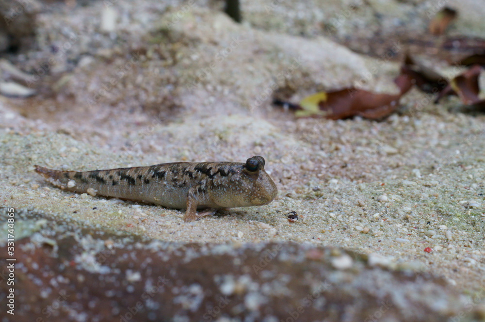 Observe the Barred mudskipper in the aquarium Observe the Barred mudskipper in the aquarium