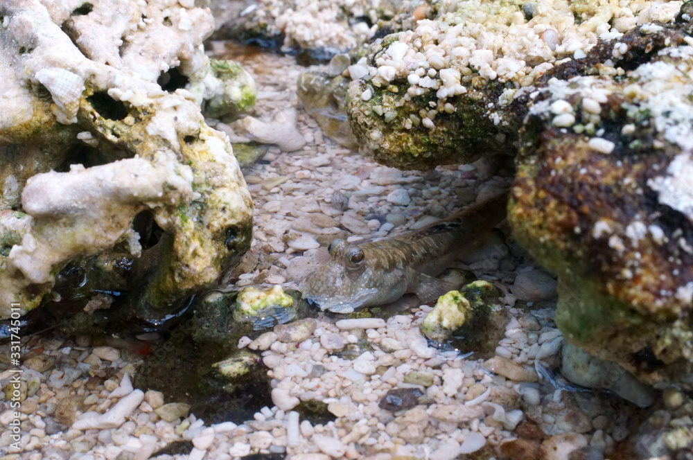 Observe the Barred mudskipper in the aquarium Observe the Barred mudskipper in the aquarium