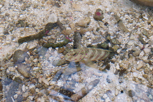 Observe the Barred mudskipper in the aquarium