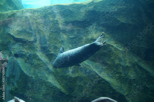 Seal swimming in aquarium pool