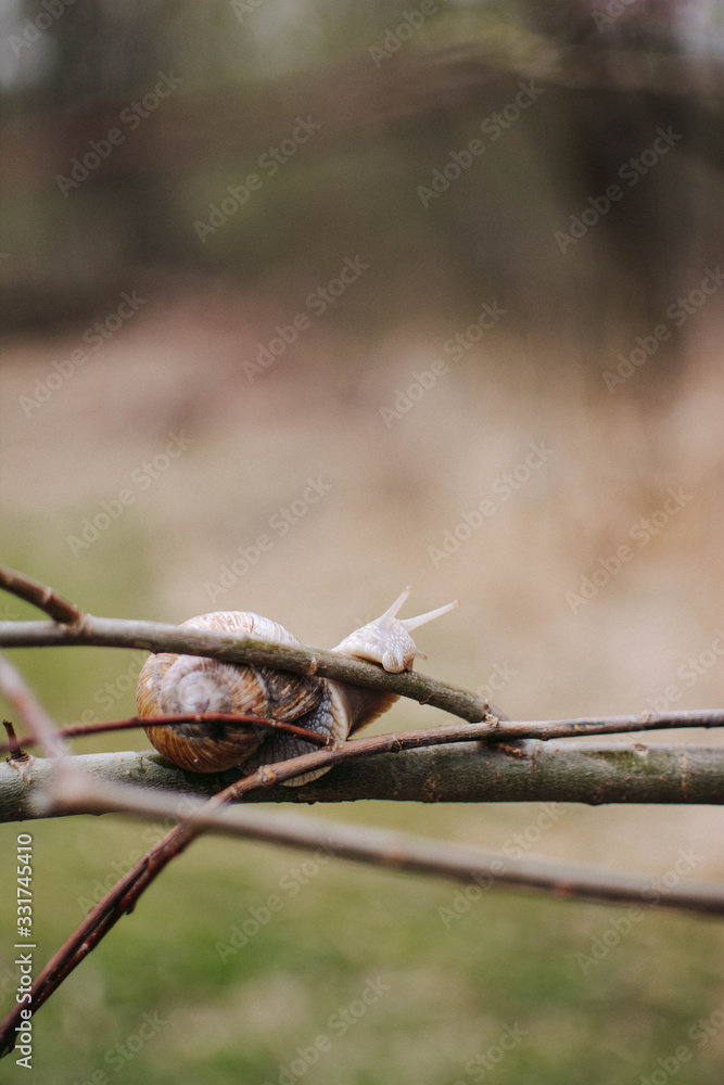 habitat snail