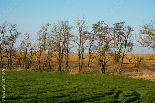 Leafless trees in the field in the spring