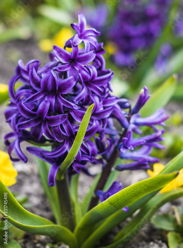 Violet hyacinth flowers growing on the ground in the garden. Spring flowering.