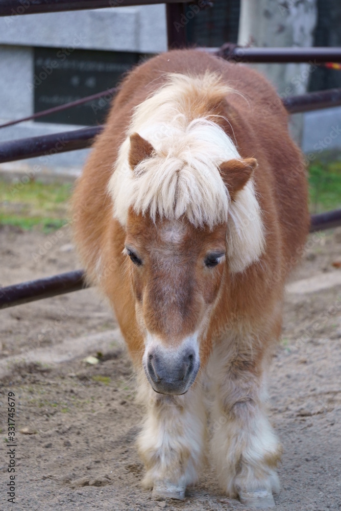 Horse pony with short leg features