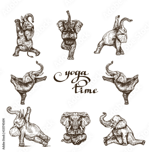 Elephants gymnastics yoga time set of different poses style engraving sketch vector