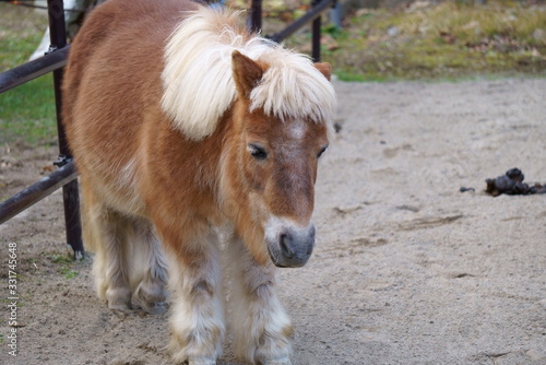 Horse pony with short leg features