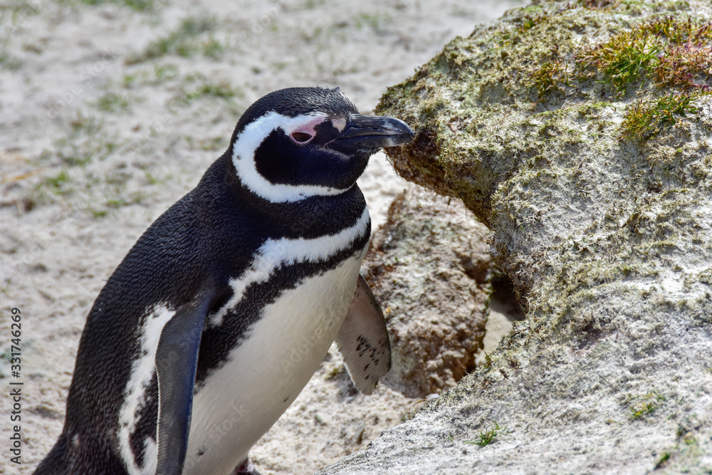 Fototapeta premium Magellanic Penguin