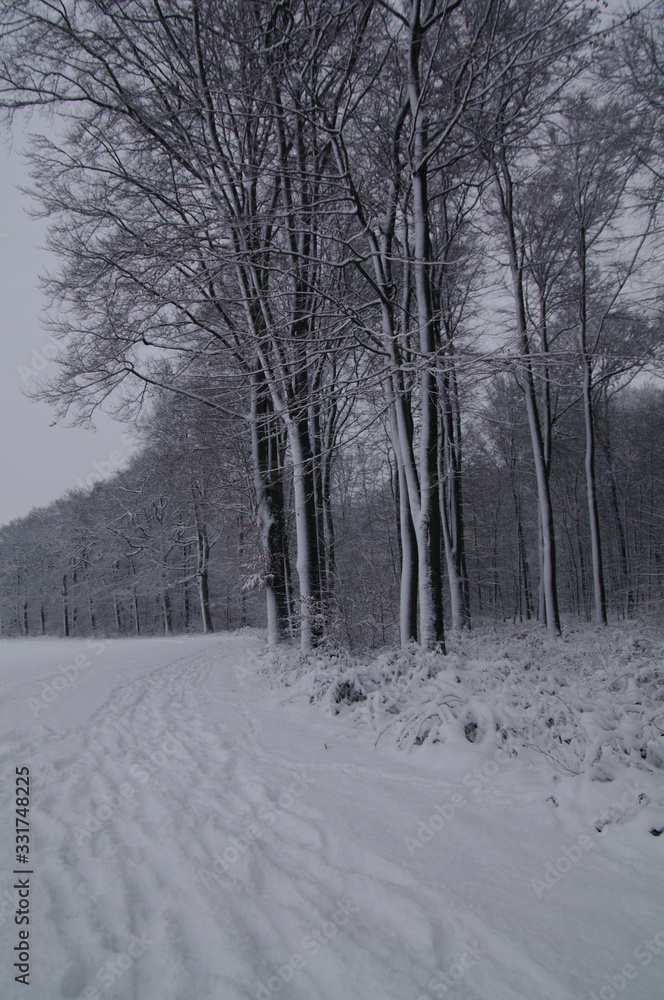 Obraz premium Winterlandschaft, Bäume, Schnee, Winter, Wald, Wege, Frost, 