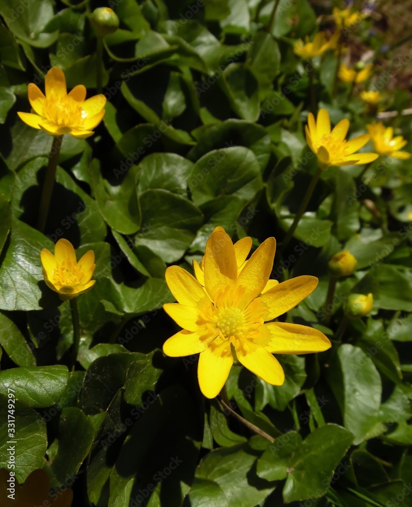 Kaluzhnitsa (Caltha) blooms in the spring garden close-up Kaluzhnitsa (Caltha) blooms in the spring garden close-up