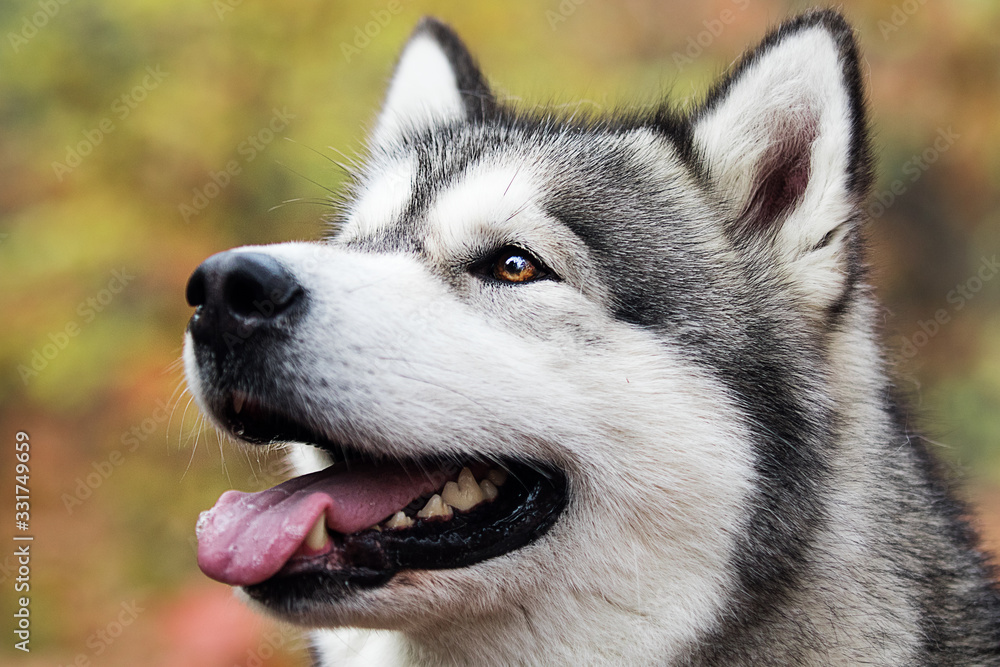 dog for a walk in the summer park, breed Alaskan Malamute dog for a walk in the summer park, breed Alaskan Malamute
