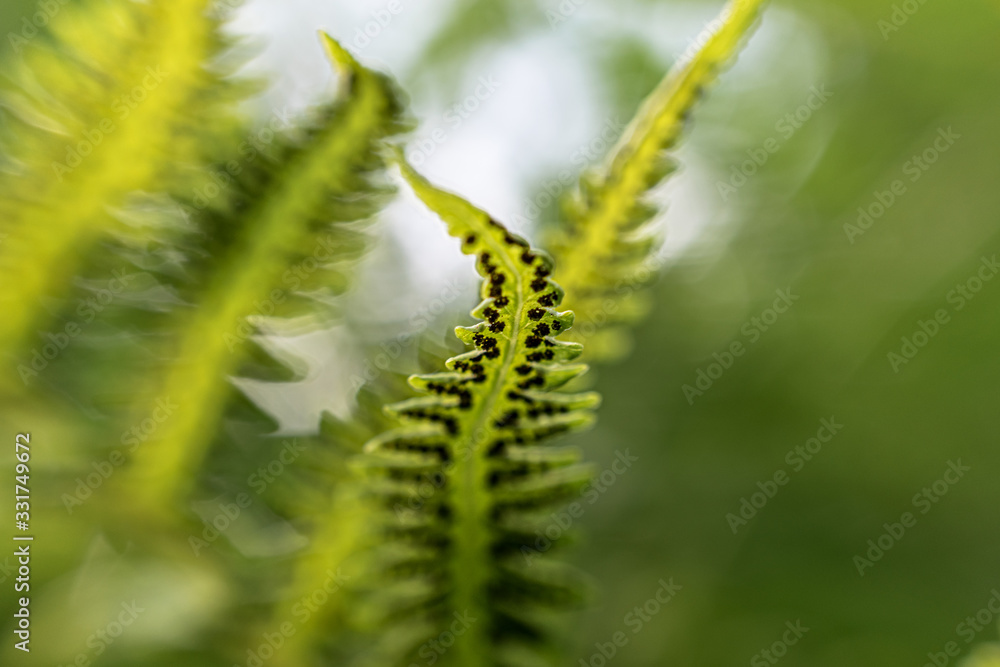 Green fern macro
