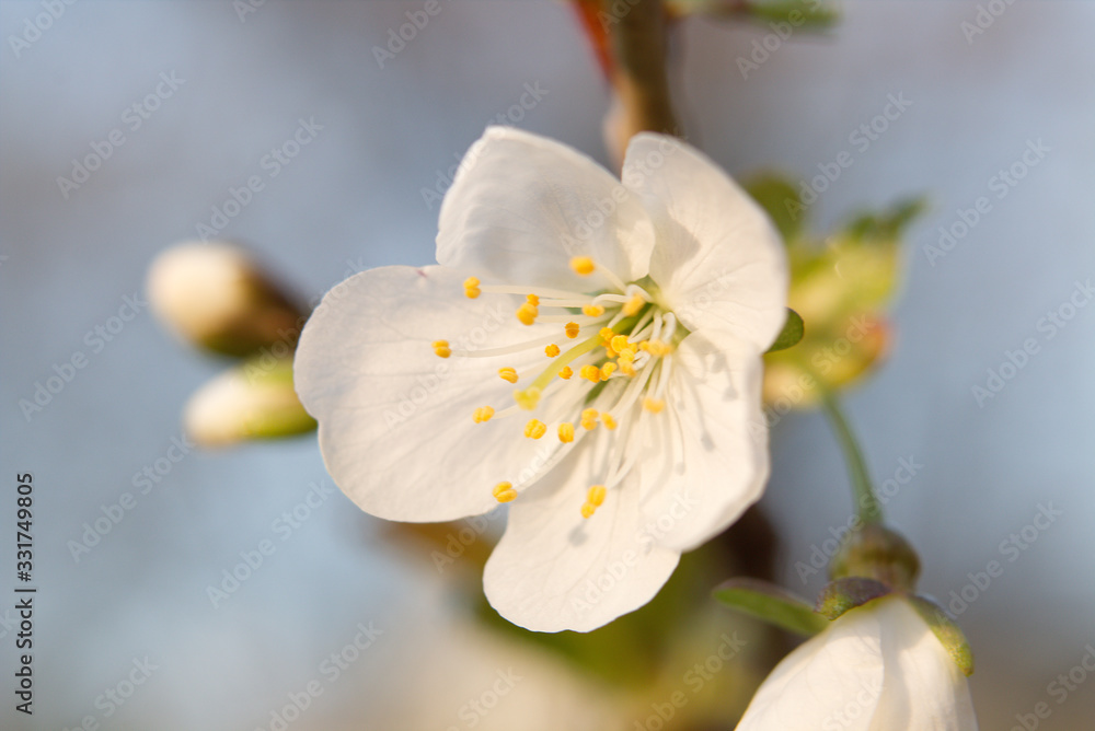 Fototapeta premium Blossom in spring time