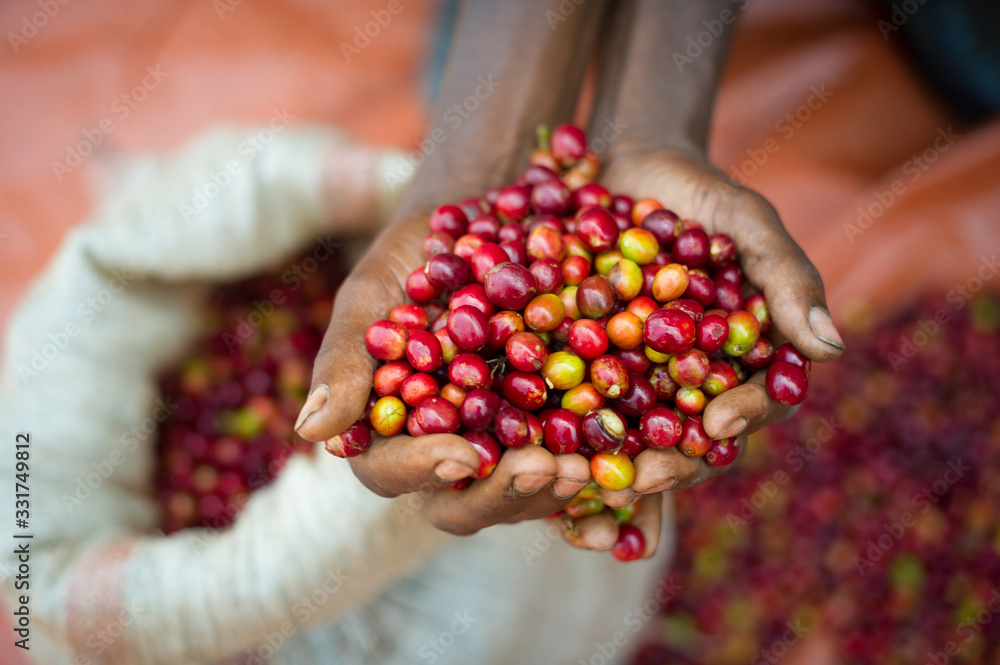 Coffee cheeries about to be weighed. Coffee cheeries about to be weighed.