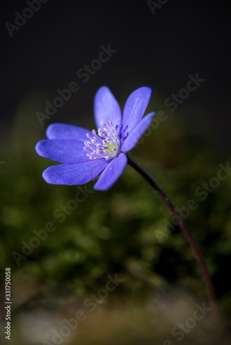 Hepatica is the first colored blue and purple spring flower.