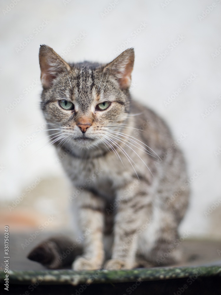 Spotted kitty sitting pet portrait domestic. Spotted kitty sitting pet portrait domestic.