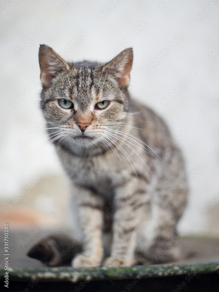 Spotted kitty sitting pet portrait domestic.