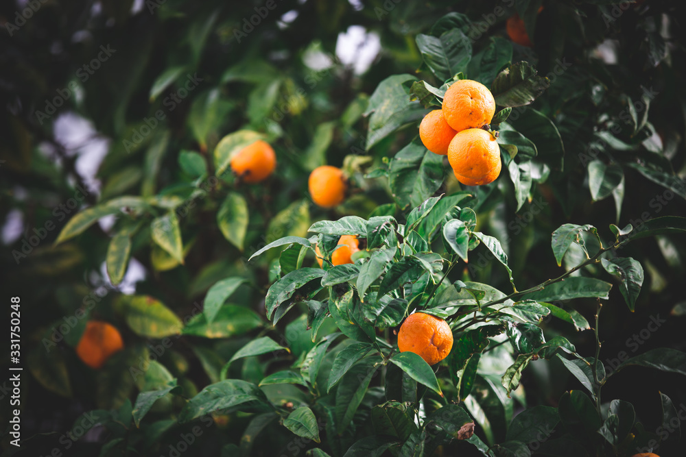 Ripe Orange Fruits attached to a Tree with the Branches and Leaves Green  in Vejer de la Frontera, Cadiz, Spain