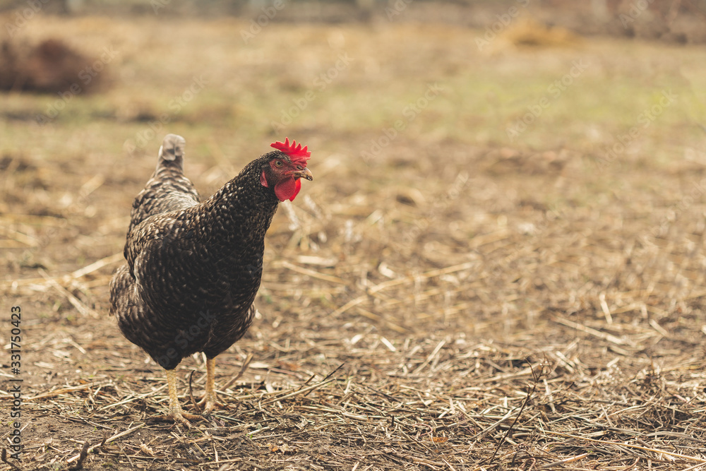 Bright Horizontal close-up portrait of dark gray chicken on a grass in village
