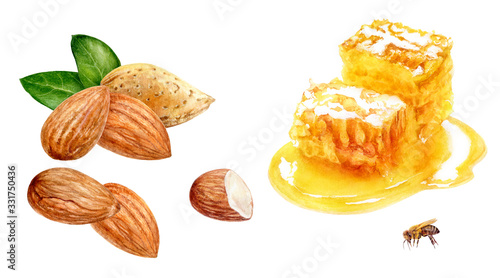Honey comb almond set watercolor isolated on white background