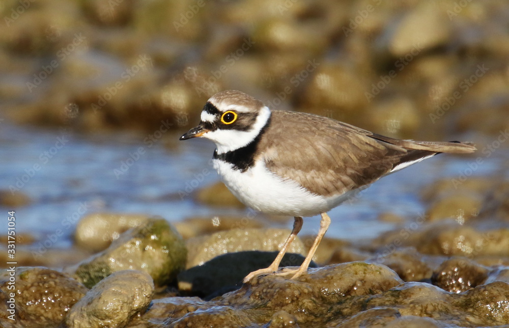 Little Ringed Plover on river, Charadrius dubius