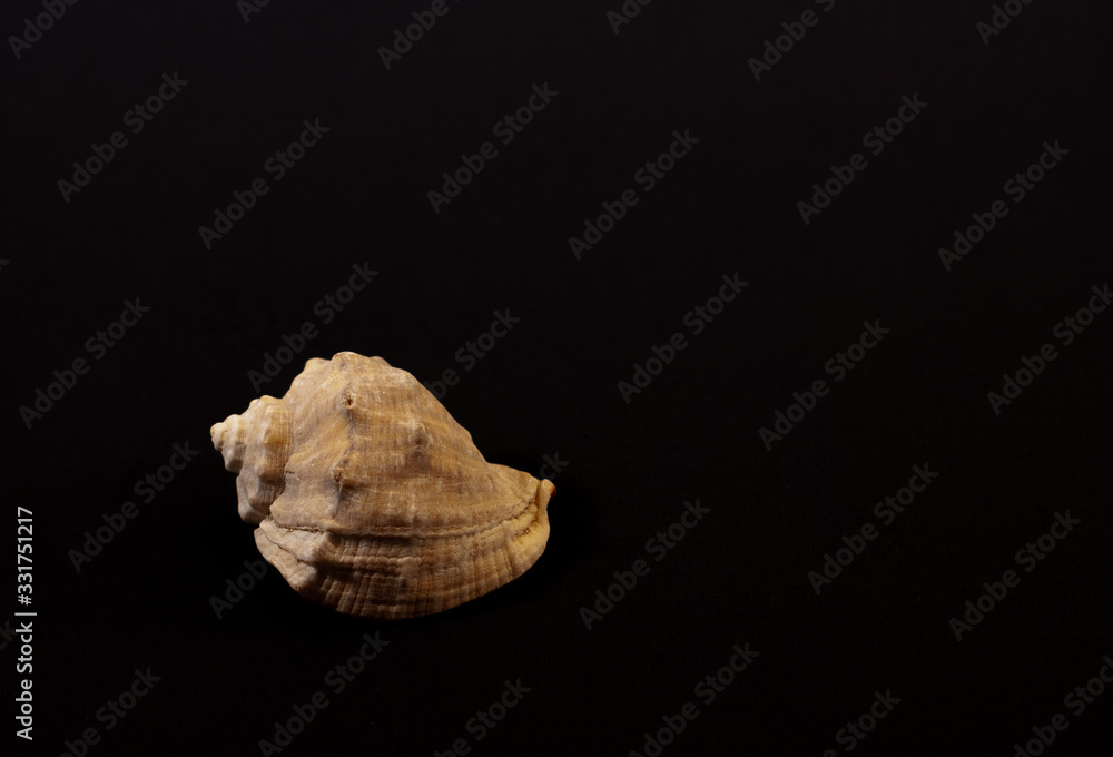 seashell on a black background seashell on a black background
