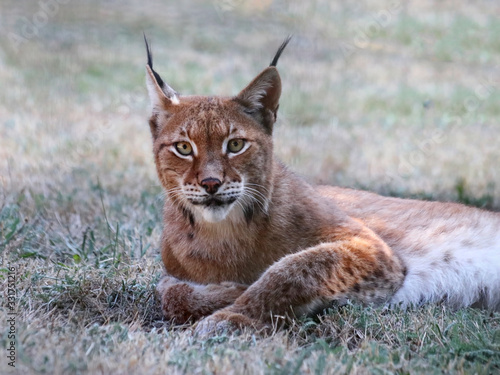 Curious boreal lynx (Lynx lynx) looking at the camera through the fence of a zoo. This cute bobcat shared food with another two captive lynx. 