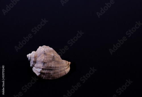 seashell on a black background