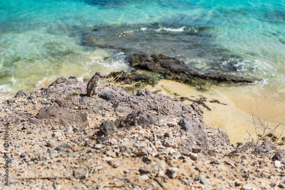 A squirrel on top of the rocks near the beach, from above you can see the sand and the turquoise sea. A squirrel on top of the rocks near the beach, from above you can see the sand and the turquoise sea.