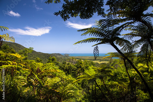 Alexandra lookout in the middle of the tropical rain forest with fern in the foreground and the mouth of the daintree river in the background. Daintree National Park, Queensland, Australia.