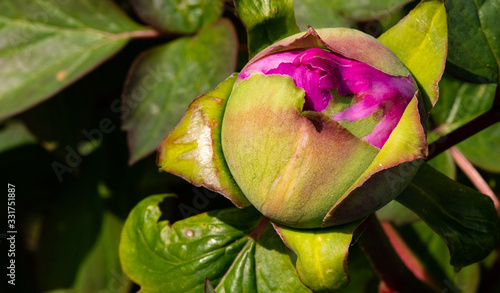 pivoine en bouton photo