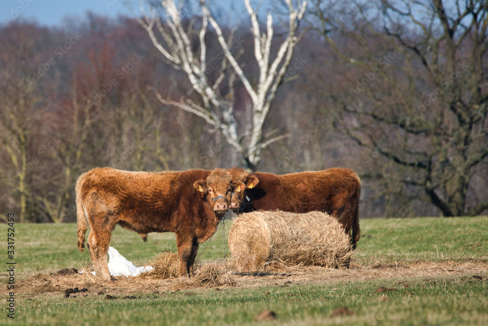 Fototapeta premium calf in the pasture