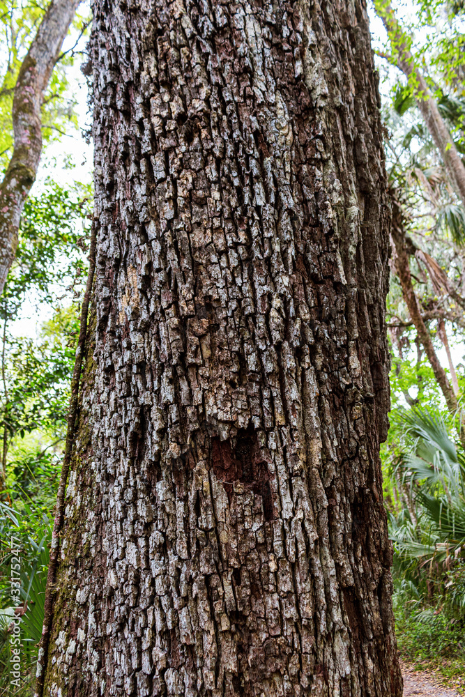 Tree Trunk