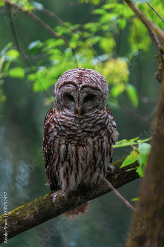 Wallpaper Mural Barred Owl Torontodigital.ca