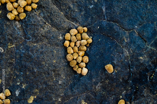 A collony of mollusks on a rock at ebb. Tidal fauna of  the ocean coast. photo