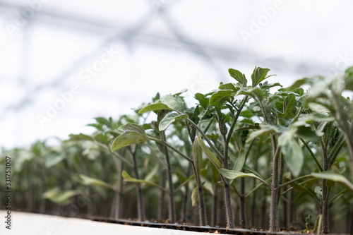 tomato plants in greenhouse 
