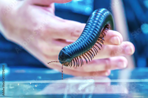 Giant millipede is a popular pet in Thailand.