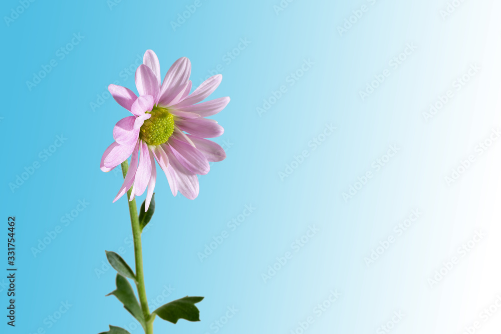Chrysanthemum flower on blue gradient background with copy space for text. Easter concept. Greetings, invitation card. Allergy medicine concept