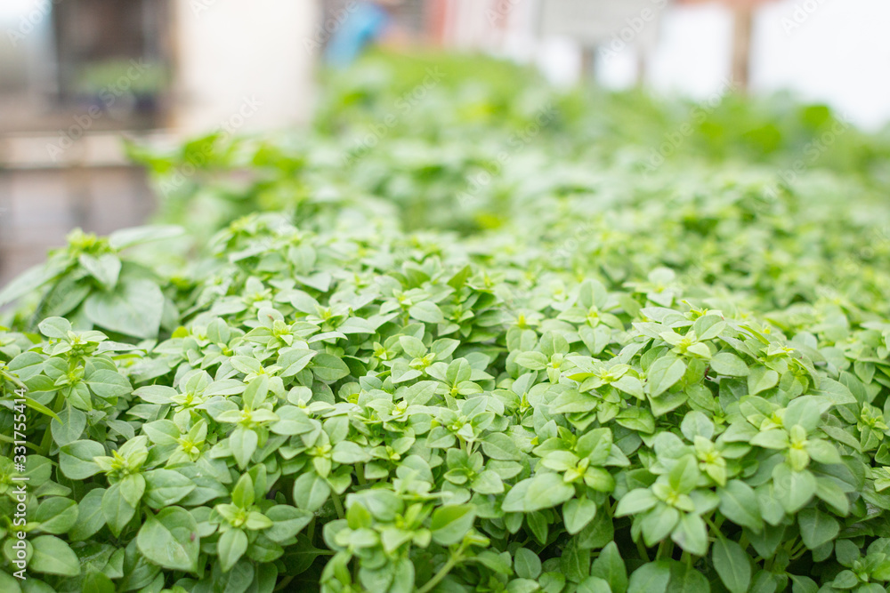 Foliage Foliage