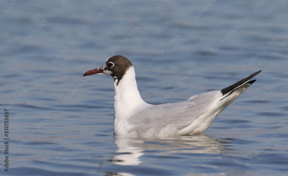Black-headed gull in water, Larus ridibundus Black-headed gull in water, Larus ridibundus