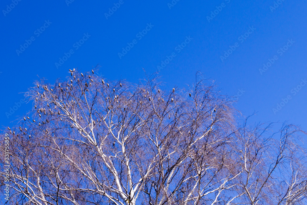 birds sit on tree branches in spring against the blue sky